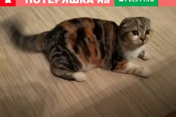 Пропала кошка на улице Милютина, дом 11