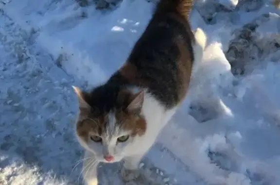 Найдена кошка в Мурманске, Ленинский район