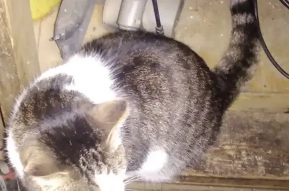Найдена ласковая кошка в Екатеринбурге, ищем хозяев!
