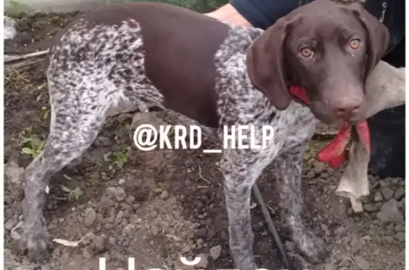 Найдена собака в поле около х. Ленина, Краснодар. Ищем хозяина.