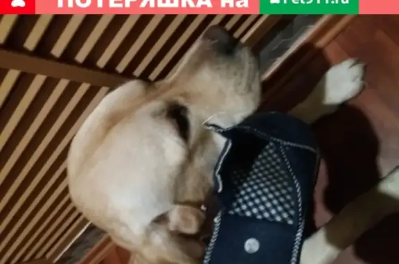 Пропала собака Лабрадор в Копейске