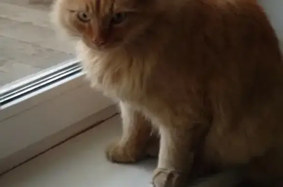 Кошки потеряшки, Кандалакша, фото: Потеряшка кот Вася на ул. Борисова, д.6-8 (Мурманская область)