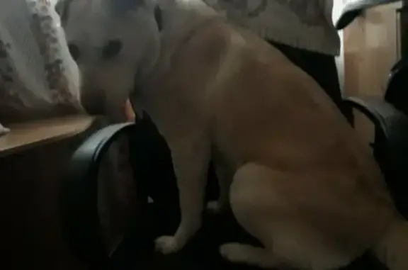 Собаки потеряшки, Великий Новгород, фото: Потеряшка собака в центре города, нужна помощь!