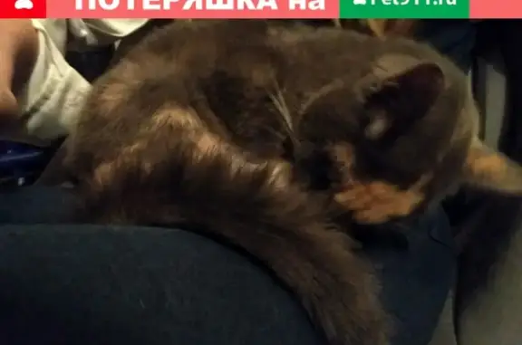 Найдена кошка в Тюмени, ищем хозяина!