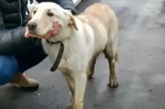 Найдена молодая собака возле ТЦ СВЕТОВОР в Некрасовке, Москва