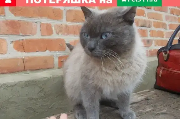 Найден домашний кот в Россоши: нужна помощь в поиске хозяев!