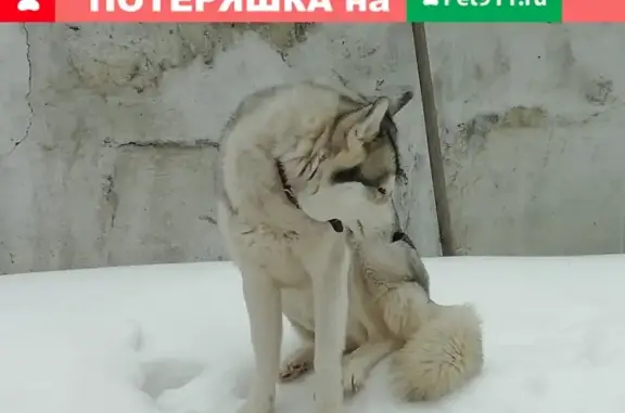 Пропала собака в районе старой Отрожки, Воронеж.