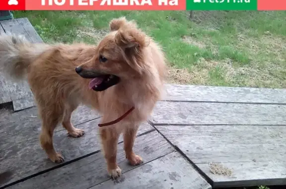 Пропала собака в Северске, ищем Дусю с рыжим ошейником!
