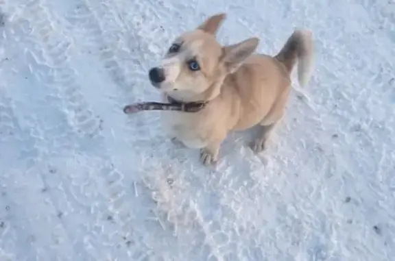 Собака найдена в Сургуте, нужен репост!