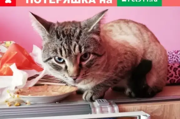 Пропала кошка Ищем КОТа в Серпухове