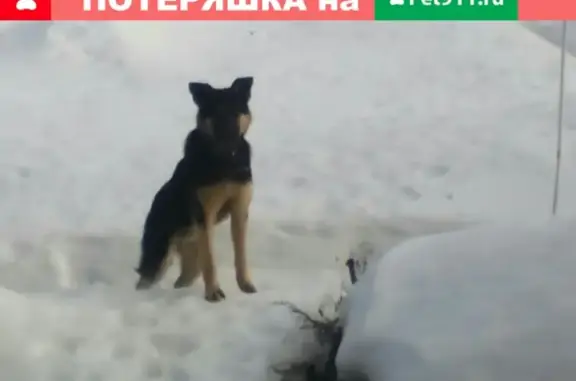 Найдена собака на Гончарной в Торжоке