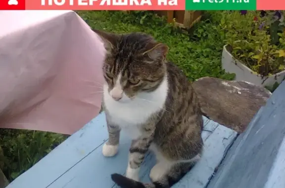 Пропала кошка Варя на ул. Вышневолоцкая, Боровичи