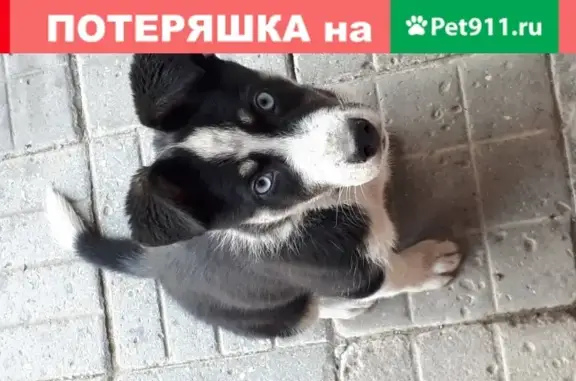 Собака найдена в Новороссийске, Краснодарский край
