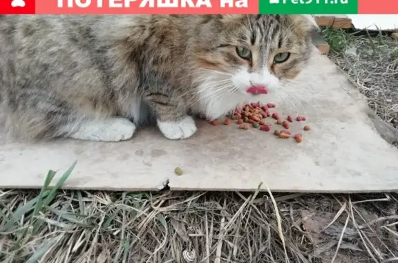 Найден кот в Алексеевке, Анапа