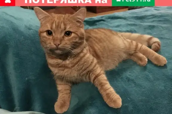 Пропала кошка в деревне Вертлино, Московская область