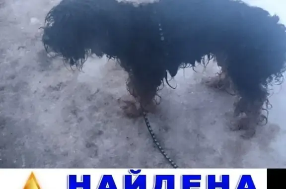 Найдена маленькая собака на ул. Ново-Садовая 250 в Самаре