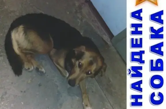 Найдена собака на улице Культуры, Сормовский район