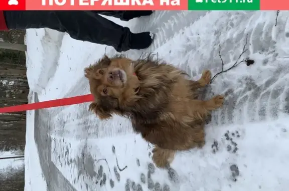 Собака найдена в Белоострове, СПб