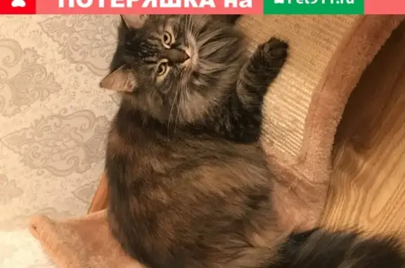 Пропала кошка Черри на ул. Мясищева, 18