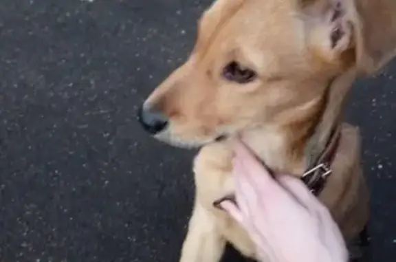 Найдена собака в Москве на Самаркандском бульваре