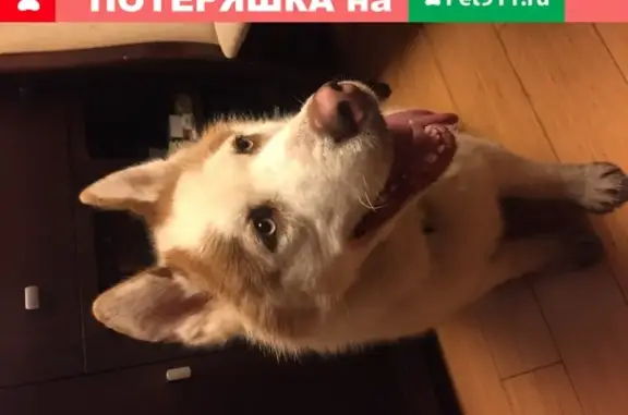 Собака Помесь хаски найдена в Москве, м. Домодедовская.