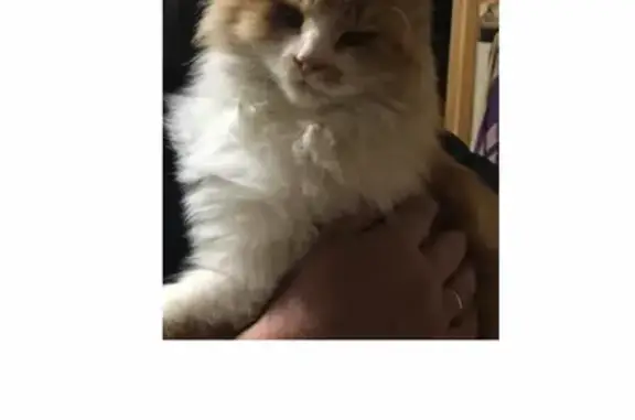 Потерянные животные Владивосток, фото: Пропала сибирская кошка, район СНТ Труд, Владивосток.