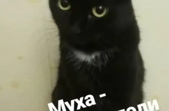 Пропала кошка Муха в Новотитаровской станице