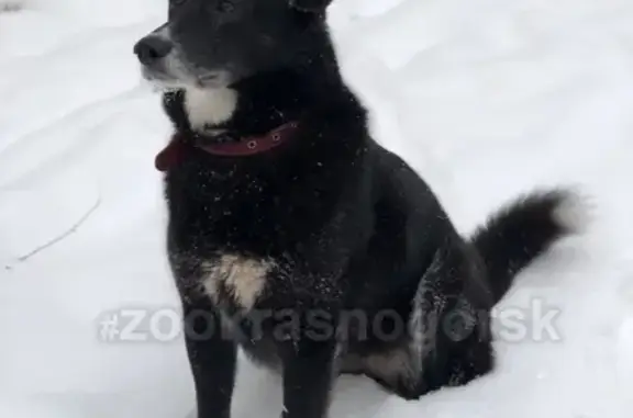 Пропала собака в Чернево, ищем Жужу!