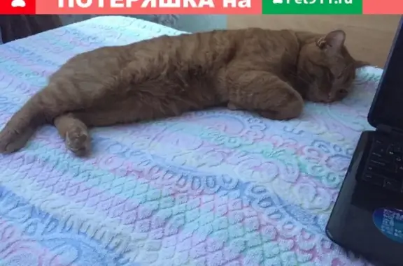 Кошки потеряшки, Новосибирск, фото: Потеряшка рыжая кошка в Заельцовском р-не, вознаграждение!