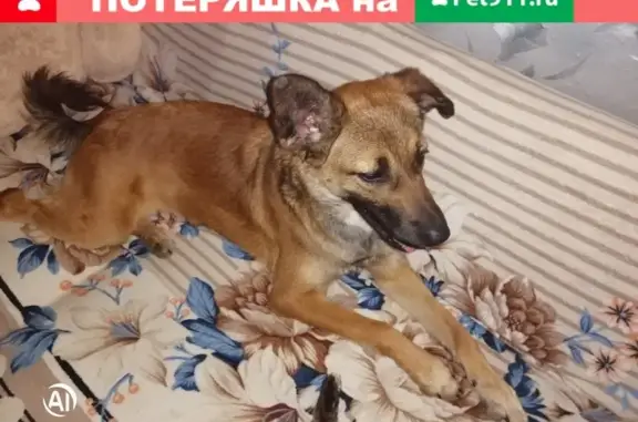 Найдена рыжая собака на Билимбаевской, 2 года