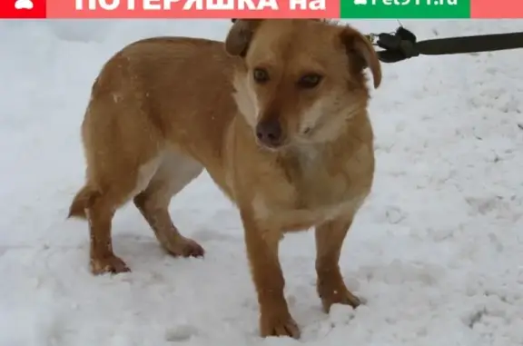 Пропала собака в Ижевске, помогите найти!