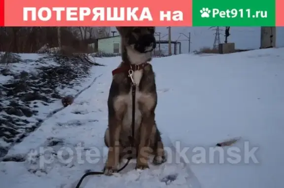 Пропала собака в Кировском районе - помогите найти!