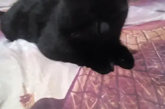 Пропал черный кот с белым пятнышком, грыжкой и желтыми глазами в Навашино, Нижегородская область