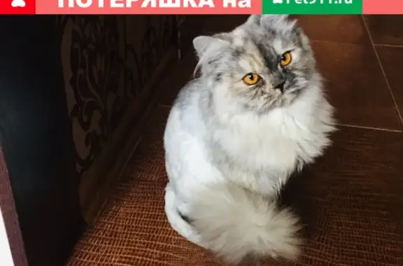 Найдена кошка на ул. Воронова, Красноярск!
