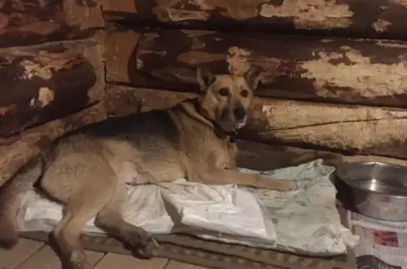 Найдена собака на ул. Промышленная в Перми