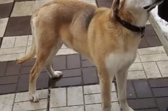 Найдена собака в Боре, 3-й микрорайон