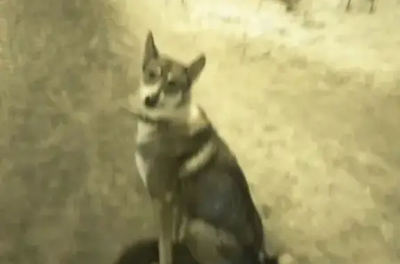 Найдена серая собака в Нижнем Тагиле