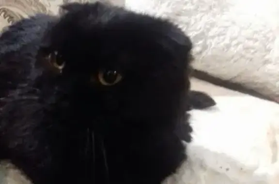Найдена чёрная кошка на Айской, Уфа