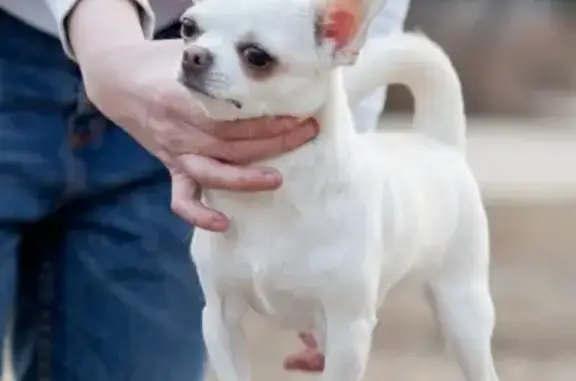 Собаки потеряшки, Ляхово, фото: Потеряшка чихуа-хуа в СНТ 