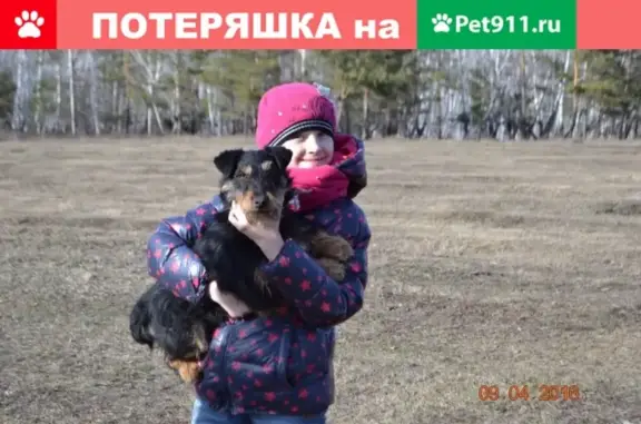 Пропала маленькая собака в Новосинеглазово, Челябинск