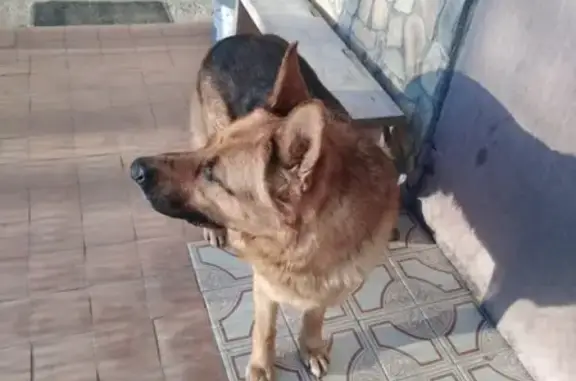 Найдена собака на Красном переулке, ошейник, Лессельмаш