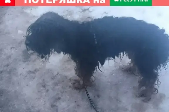 Найдена собака в Самаре на ул. Ново-Садовая 246-250!
