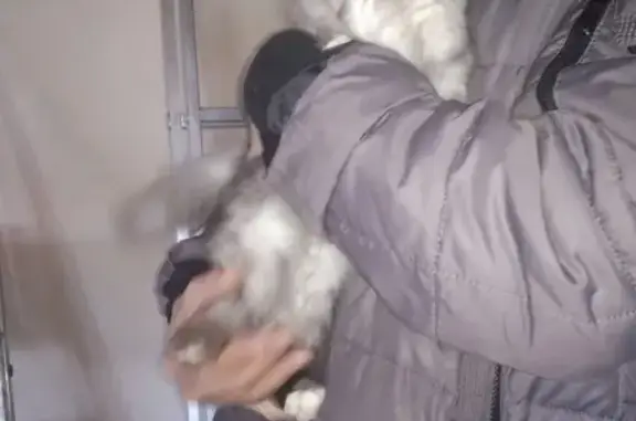 Найдена кошка на улице Щукина в Брянске
