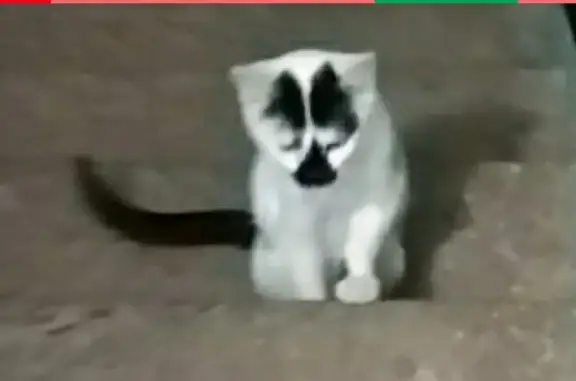 Найден котенок на пр. Шереметевский