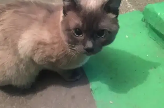 Найден кот на улице Говорова, Томск
