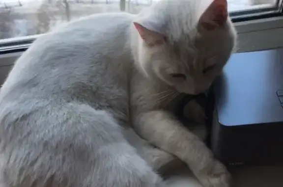 Найден белый котик в Электростали, МО