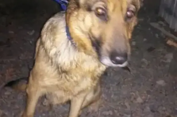 Найдена собака Хаски на ул. М. Горького, Батайск