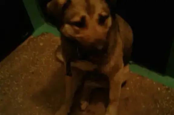 Найдена собака на ул. Мичурина в Магнитогорске
