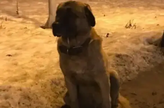 Найдена грустная рыжая собака в парке Печатники, Москва