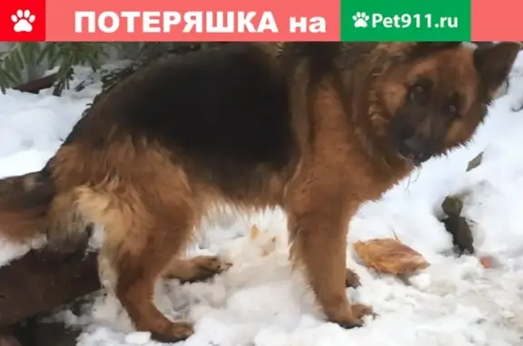 Собаки потеряшки, СНТ Портовик, фото: Потеряшка немецкая овчарка в СНТ Портовик, Калининград